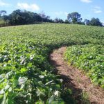 O que são plantas de cobertura ou adubos verdes: conheça as vantagens