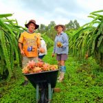 Santa Catarina vira polo de produção sustentável de pitaia