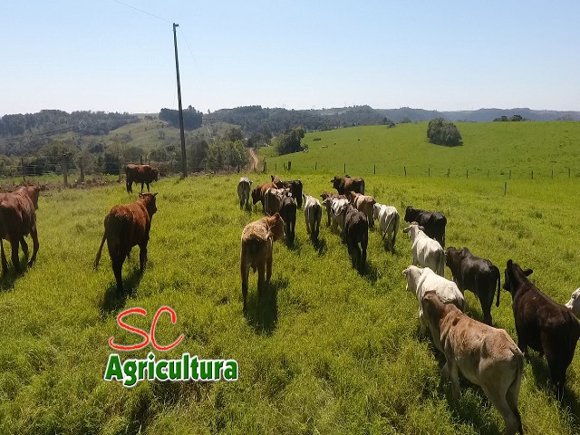 Leia mais sobre o artigo TV da Epagri: cereais de inverno, cigarrinha-do-milho, bracatinga e apicultura são os assuntos