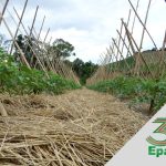 EPAGRI 30 ANOS: Criamos um caminho de transição para a agricultura orgânica