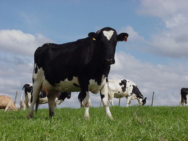 Leia mais sobre o artigo Edital a ser assinado nesta sexta-feira, 16, vai fomentar tecnologias para famílias agricultoras do Vale do Rio do Peixe