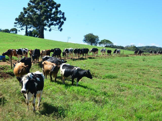 Leia mais sobre o artigo Epagri participa do VI Fórum Catarinense de Prevenção à Febre Aftosa nesta terça, 30