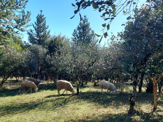 Leia mais sobre o artigo Semana do Meio Ambiente: Pesquisa da Epagri viabiliza geração de renda e preservação ambiental no mesmo espaço rural