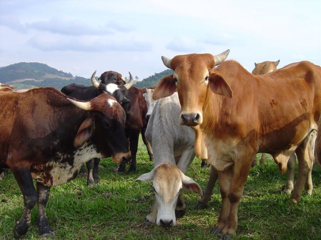 Leia mais sobre o artigo Pecuária é destaque no agronegócio catarinense em 2024