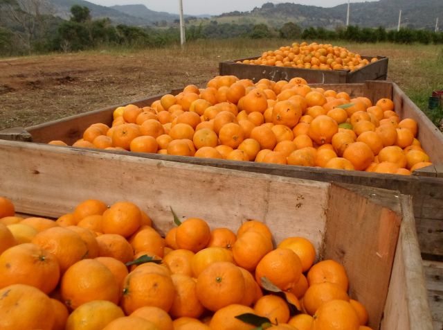 Leia mais sobre o artigo Produção de frutas cítricas se consolida na economia do Oeste Catarinense