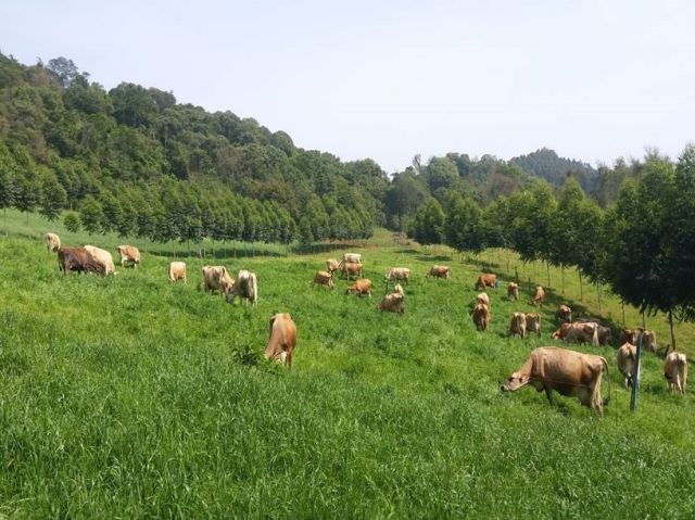 Leia mais sobre o artigo Nucleovet e Epagri firmam parceria para o Simpósio Brasil Sul de Bovinocultura de Leite