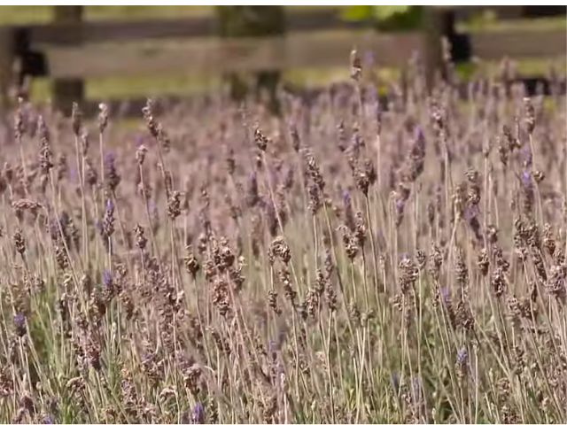 Leia mais sobre o artigo Morro da Fumaça produz lavanda de modo experimental para extrair óleo essencial