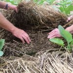 Dia Nacional da Conservação do Solo: conheça políticas públicas que ajudam o agricultor a proteger esse recurso natural