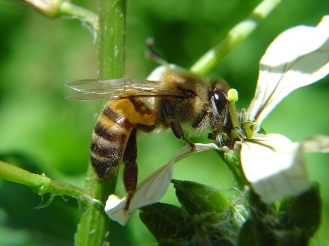 Leia mais sobre o artigo Epagri orienta agricultores de Curitibanos sobre manejo das colônias de abelhas para polinização