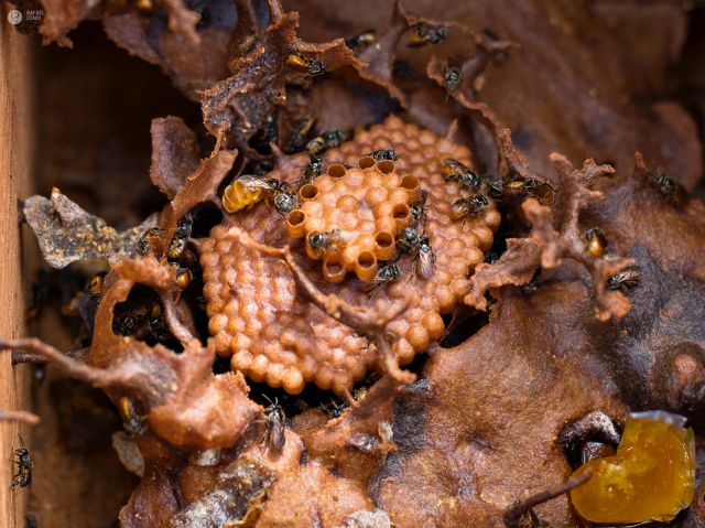 Leia mais sobre o artigo Curiosidades sobre as abelhas: conheça esses insetos responsáveis pela nossa sobrevivência