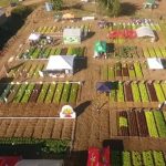 Dia de Campo em Antônio Carlos apresenta tecnologias sustentáveis para o cultivo de hortaliças