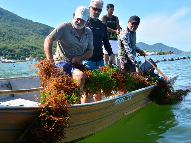 Leia mais sobre o artigo Nota técnica da Epagri traz orientações para evitar superprodução de macroalga em SC