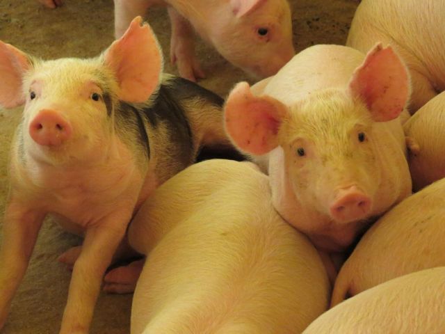 Leia mais sobre o artigo SC bate recorde no Valor da Produção Agropecuária em 2023, com destaque para a produção animal