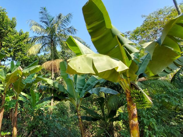 Leia mais sobre o artigo Dia do Meio Ambiente: publicação da Epagri orienta para a implantação de sistemas produtivos que geram renda e preservação ambiental