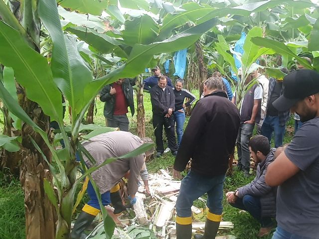 Leia mais sobre o artigo Epagri promove curso para aprimorar produção de banana em SC