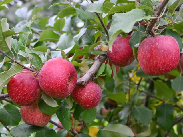 Epagri oferece curso gratuito sobre produção de maçãs em São Joaquim