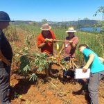 Cultivar de mandioca da Epagri alcança alta produtividade em Caxambu do Sul