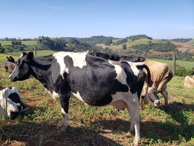 Leia mais sobre o artigo Epagri capacita agricultores de Coronel Martins para produção de leite