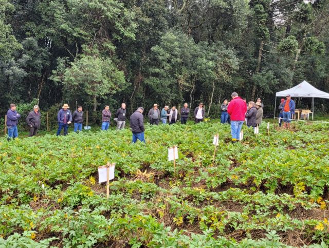 Leia mais sobre o artigo Batata-salsa: Epagri e agricultores de Curitibanos avaliam o desempenho de oito variedades na região