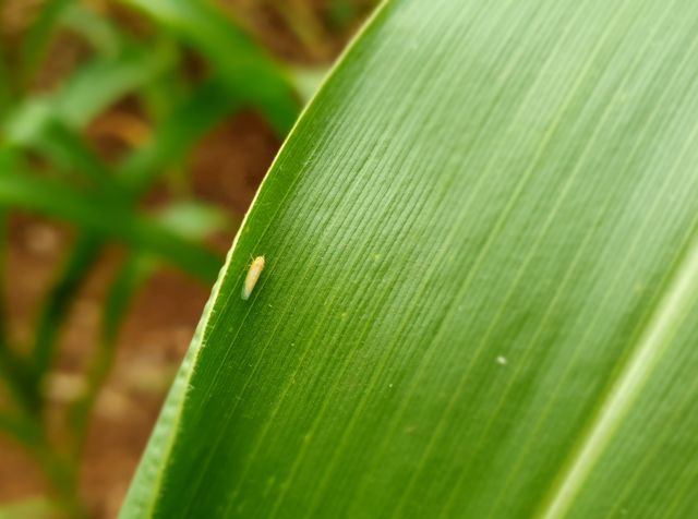 Leia mais sobre o artigo Palestra em Curitibanos orienta agricultores sobre manejo da cigarrinha-do-milho