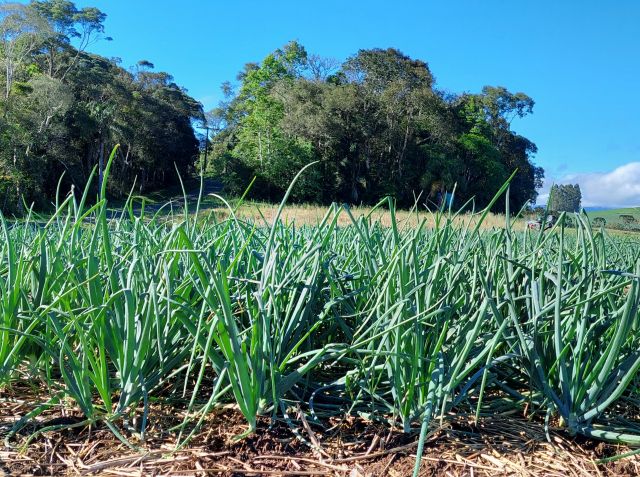 Biocarvão na agricultura: pesquisa da Epagri revela benefícios para a produção de cebola