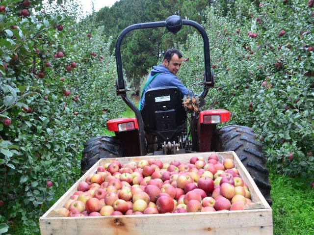 Leia mais sobre o artigo Safra catarinense de maçã encerra com produção quase 24% menor em 2024