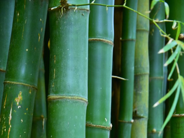 Leia mais sobre o artigo Bambu, a planta das 10 mil utilidades