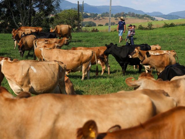 Leia mais sobre o artigo Programa Leite Bom: Governo de SC inicia pagamento de projetos que fortalecem a cadeia produtiva