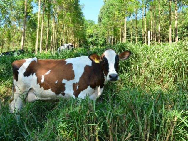 Leia mais sobre o artigo Inscrições abertas para seminário de pecuária de corte e leite no Planalto Norte de SC