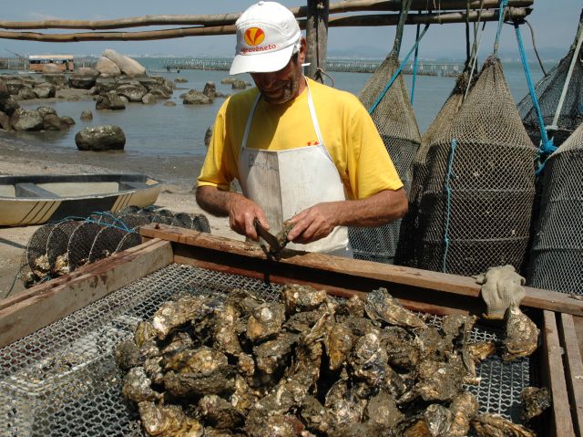 18 de agosto, dia do maricultor: veja como essa profissão transformou a economia de Santa Catarina