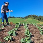 Pesquisadores da Epagri apontam em artigo estratégias para mitigar efeitos das mudanças climáticas gerados pela agricultura catarinense