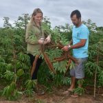 Produção sustentável de mandioca ganha terreno em Santa Catarina