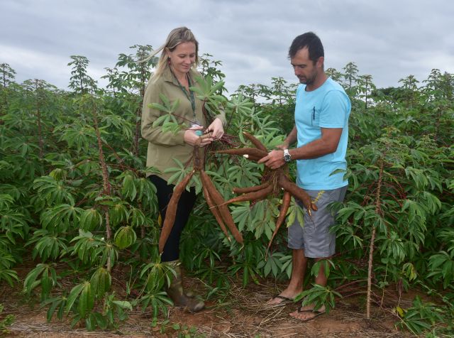 Leia mais sobre o artigo Produção sustentável de mandioca ganha terreno em Santa Catarina