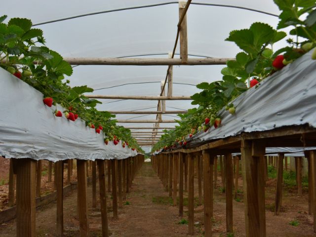 Leia mais sobre o artigo Epagri capacita profissionais do Espírito Santo em produção de morango semi-hidropônico