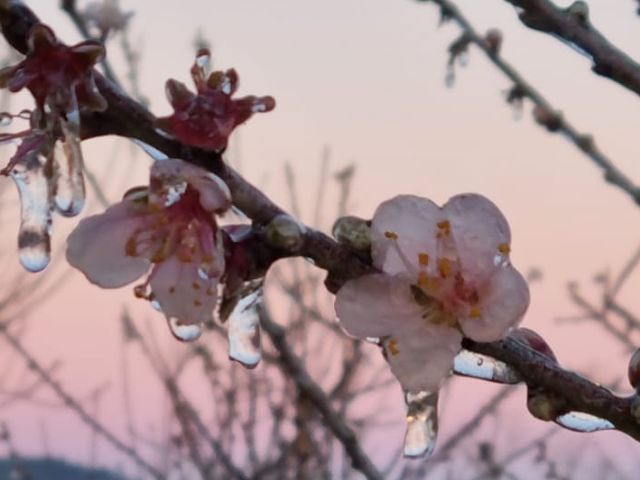 Leia mais sobre o artigo Epagri testa tecnologia para monitorar automaticamente temperatura de pomares de frutas de caroço