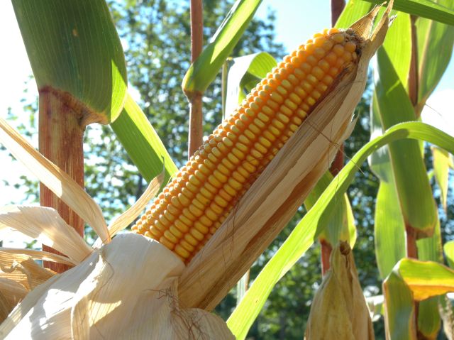 Leia mais sobre o artigo Produtividade de milho: SC pode colher 1 milhão de toneladas a mais sem ampliar a área plantada