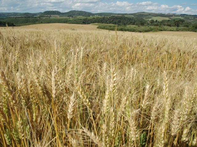 Leia mais sobre o artigo Boletim Agropecuário de setembro aponta boas condições das lavouras de inverno em SC