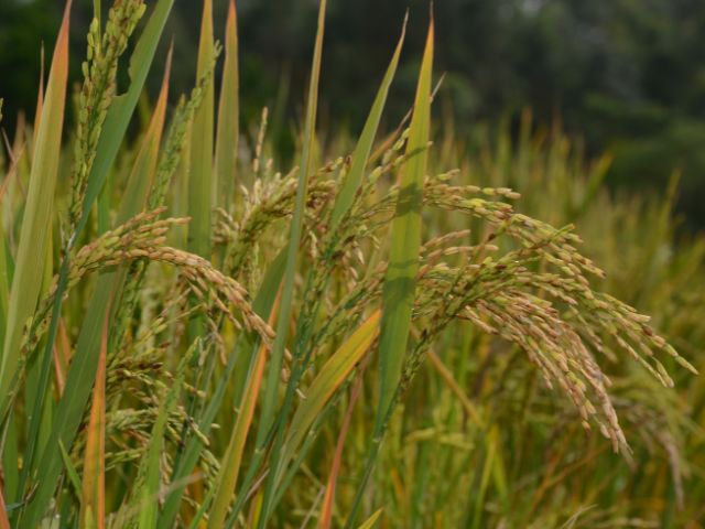 Leia mais sobre o artigo Epagri promove reunião para discutir redução de emissão de gás metano na produção de arroz