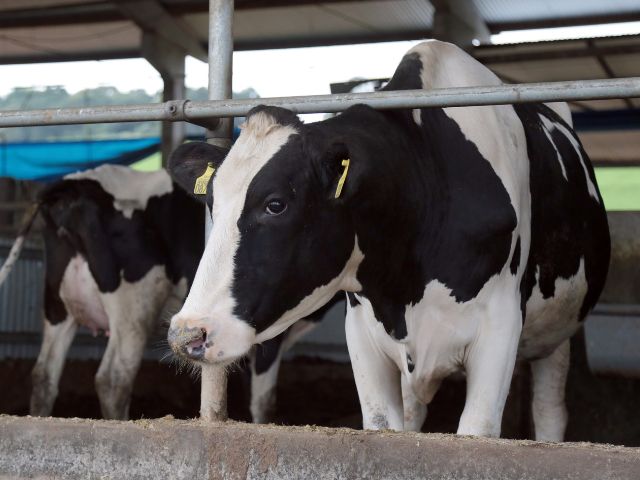 Leia mais sobre o artigo Pesquisa do IBGE aponta potencial da produção catarinense de leite e de ovos