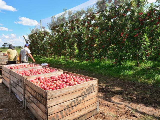 Leia mais sobre o artigo Aplicativo da Epagri traz novas funcionalidades para apoiar produtores de maçã