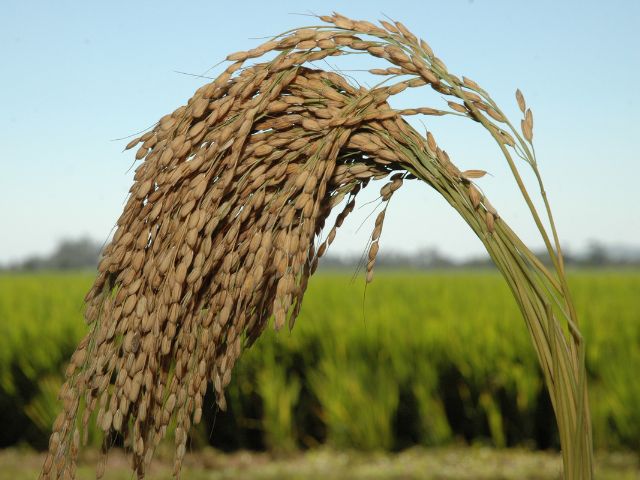 Leia mais sobre o artigo Arrendamento de áreas é o principal componente do custo de produção do arroz em SC