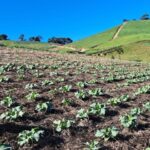 São Miguel do Oeste comemora na terça, 22, o Dia Nacional do Plantio Direto