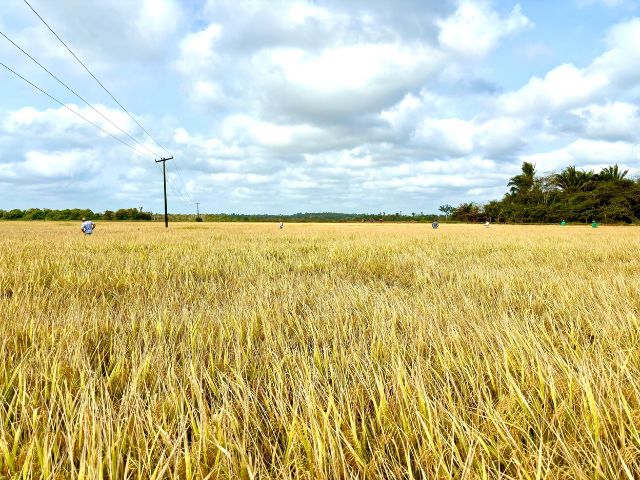 Leia mais sobre o artigo Epagri multiplica no Maranhão as sementes de um novo cultivar de arroz