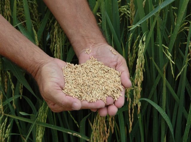 Leia mais sobre o artigo Segundo produtor nacional de arroz, SC se destaca pelo manejo e pesquisas com o grão