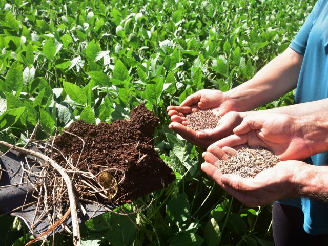 Leia mais sobre o artigo Kit Solo Saudável facilita o acesso a plantas de cobertura em Santa Catarina