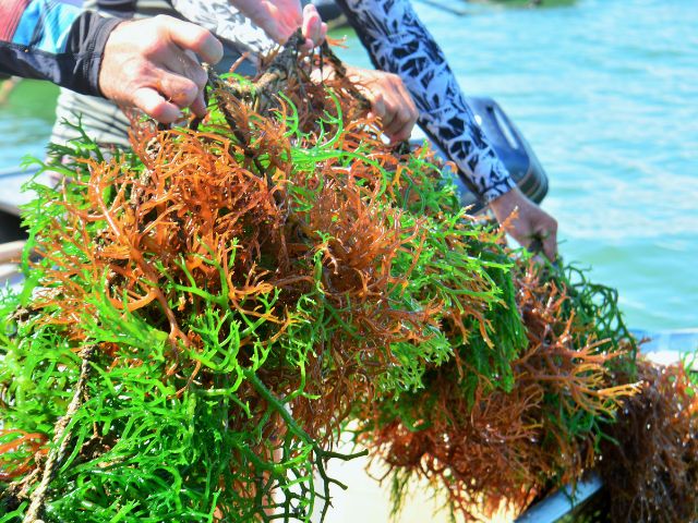 Leia mais sobre o artigo Estudo da Epagri comprova: macroalgas cultivadas em SC são boas captadoras de carbono da atmosfera