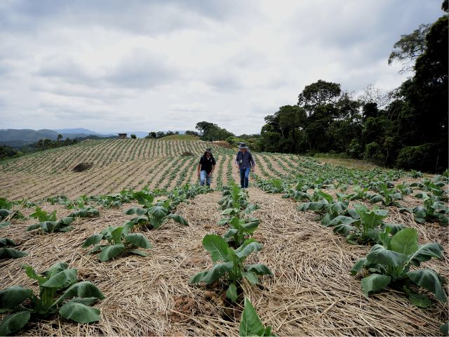 Leia mais sobre o artigo Epagri completa 33 anos: sustentabilidade é o nosso presente