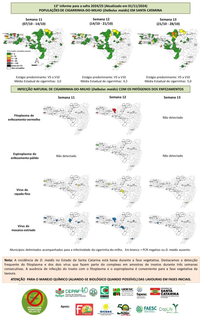 Cigarrinha-do-milho: Epagri recomenda manejo químico na 13ª semana de monitoramento