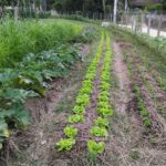 Dia de Campo aborda agricultura orgânica no sábado, 9, em Santo Amaro da Imperatriz 