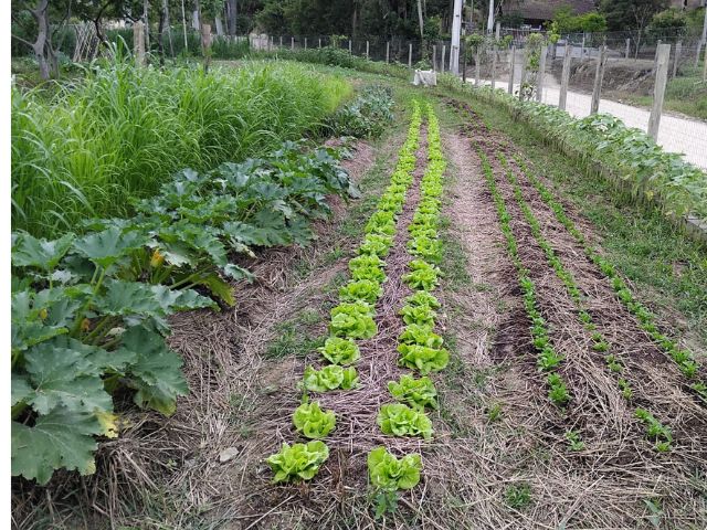 Leia mais sobre o artigo Dia de Campo aborda agricultura orgânica no sábado, 9, em Santo Amaro da Imperatriz 